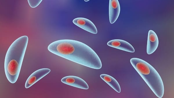 Scientists detect Toxoplasma parasite in ready-to-eat salads in Europe